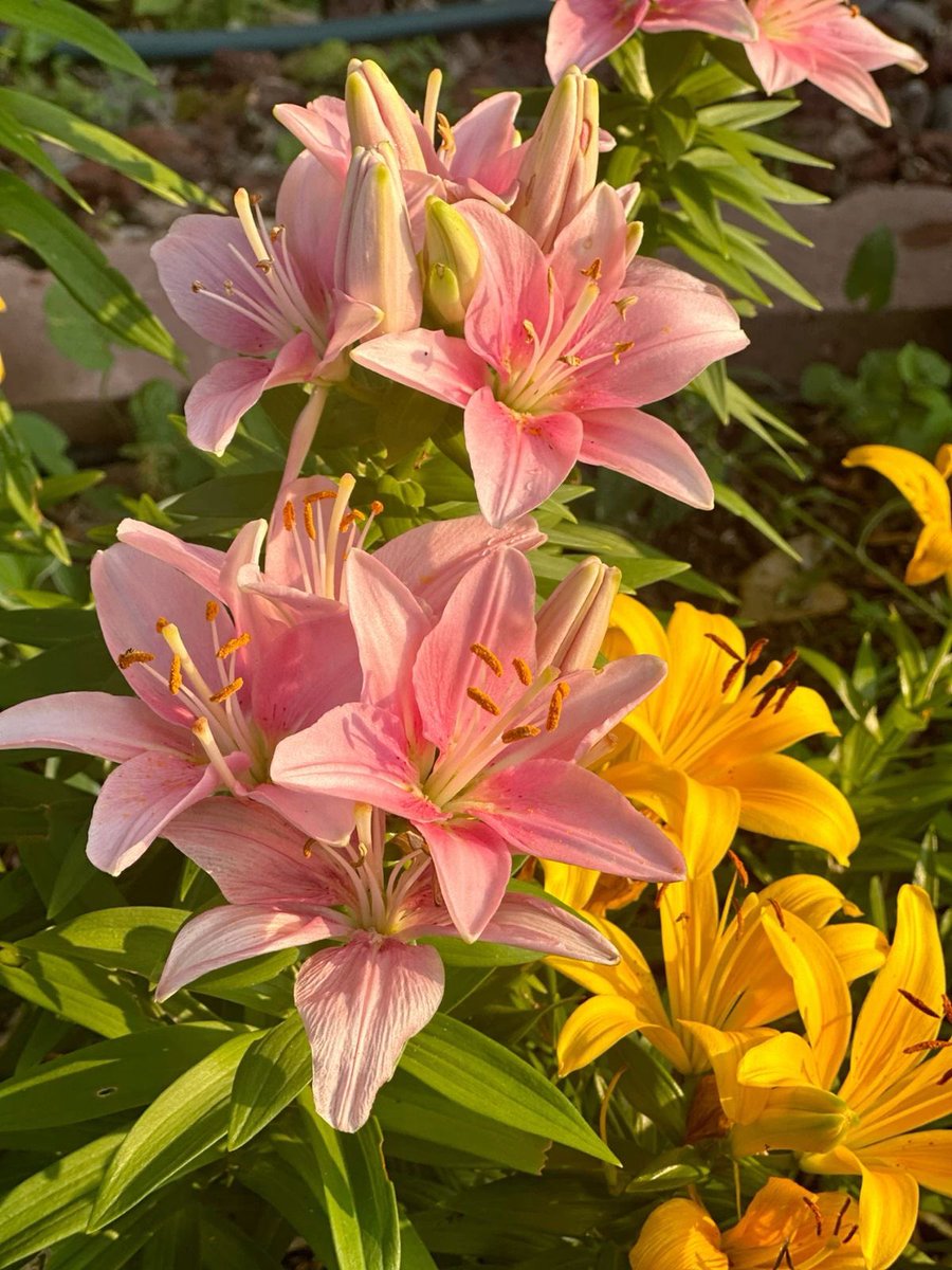 kariwarburton's tweet image. I love this hymn #generalconference