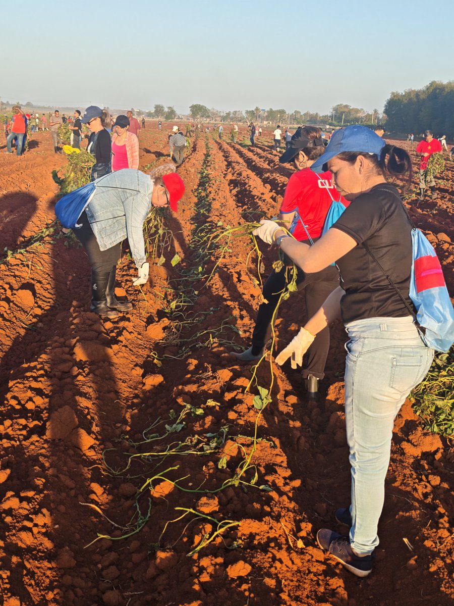 PartidoPCC's tweet photo. Esta mañana áreas productivas del país amanecieron colmadas de cubanas y cubanos de varias generaciones que se dieron cita allí para, en el marco de las celebraciones por el 65 aniversario de la OPJM y el 64 de la @UJCdeCuba, contribuir a la producción de alimentos.  

En medio del surco, y sumándose a este loable empeño vital en todo momento —y más aún en el actual contexto de cerco imperial— participaron el Primer Secretario del Comité Central del Partido y Presidente de la República, @DiazCanelB, junto al miembro del Buró Político y Secretario de Organización, @DrRobertoMOjeda.  

#UnidosXCuba #CubaVencerá