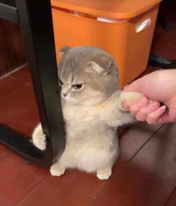 ISHMAEL. tweet media