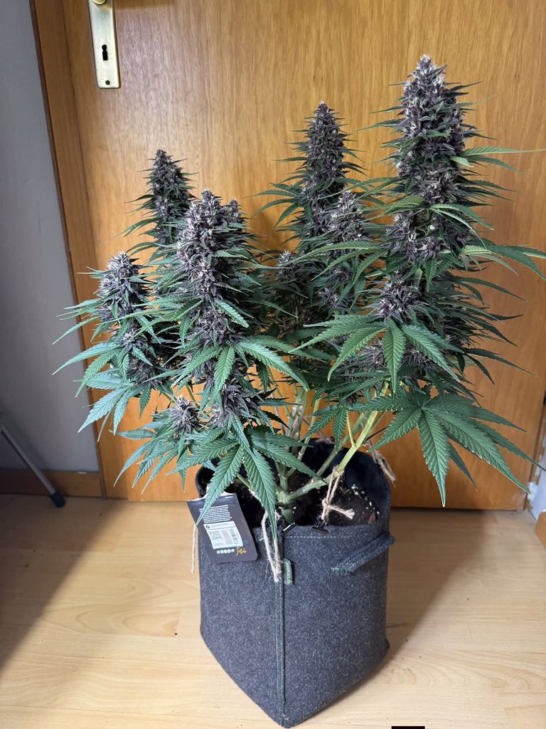 Bud Box puff tweet media