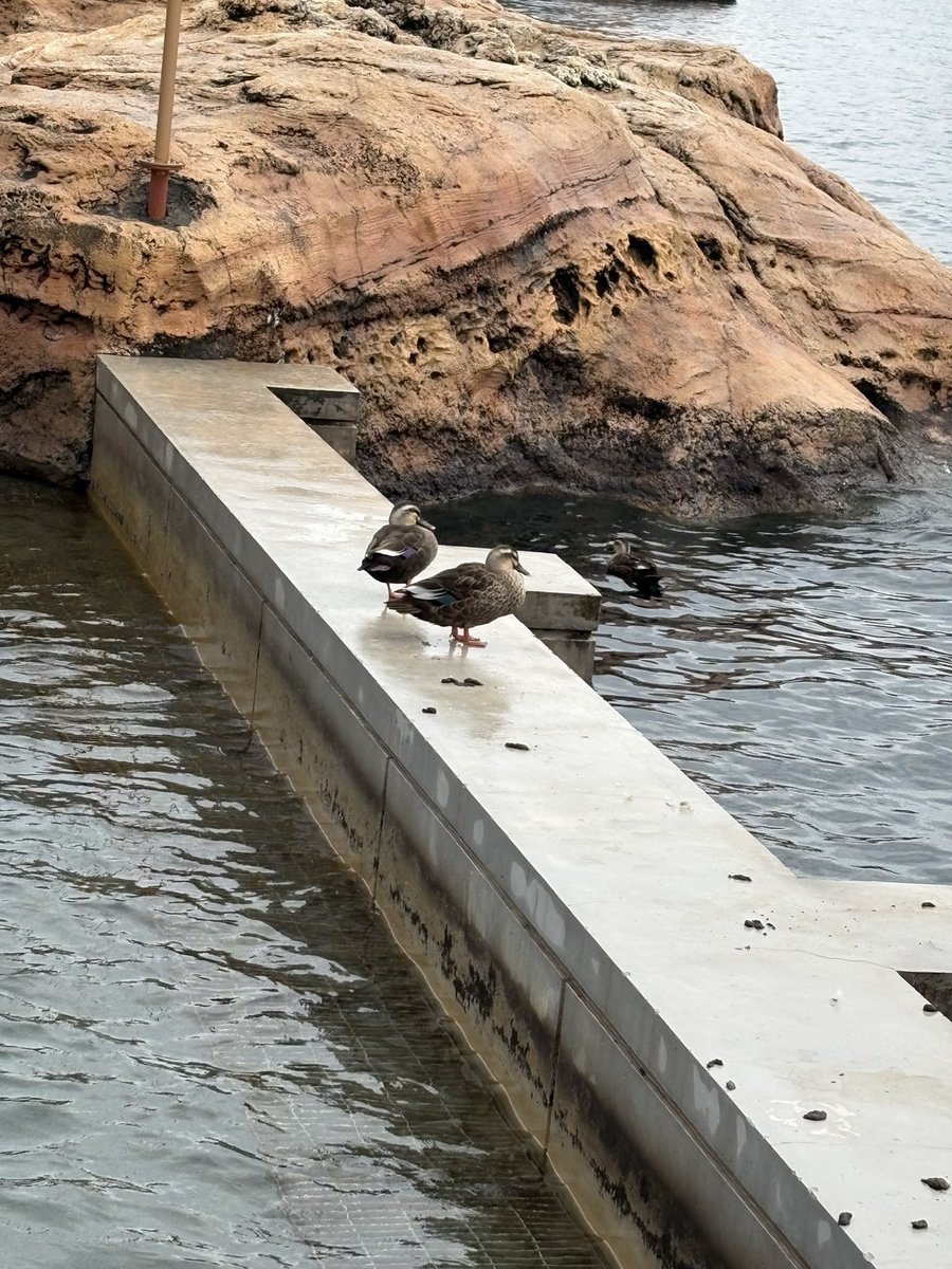 パレスはいいぞおじさん tweet media