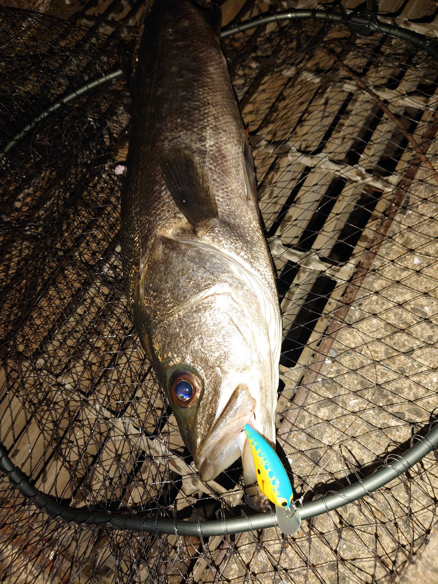 SOU (STAR GEAR) tweet media