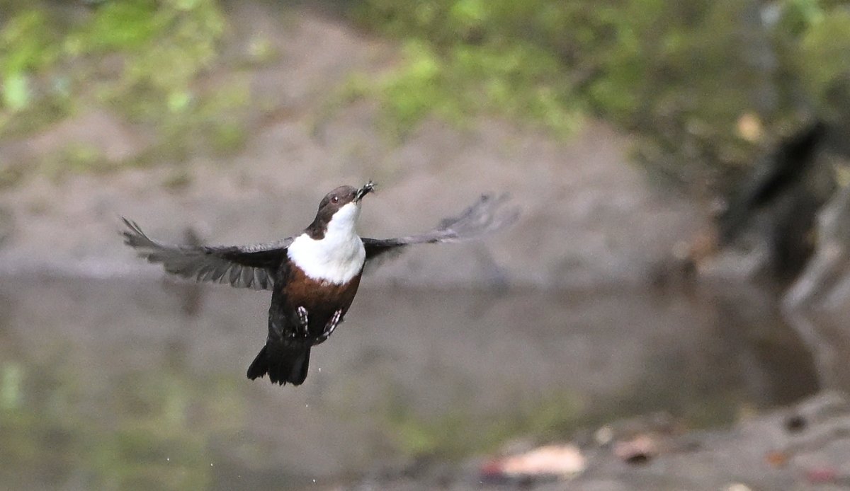 Tom Moodie tweet media