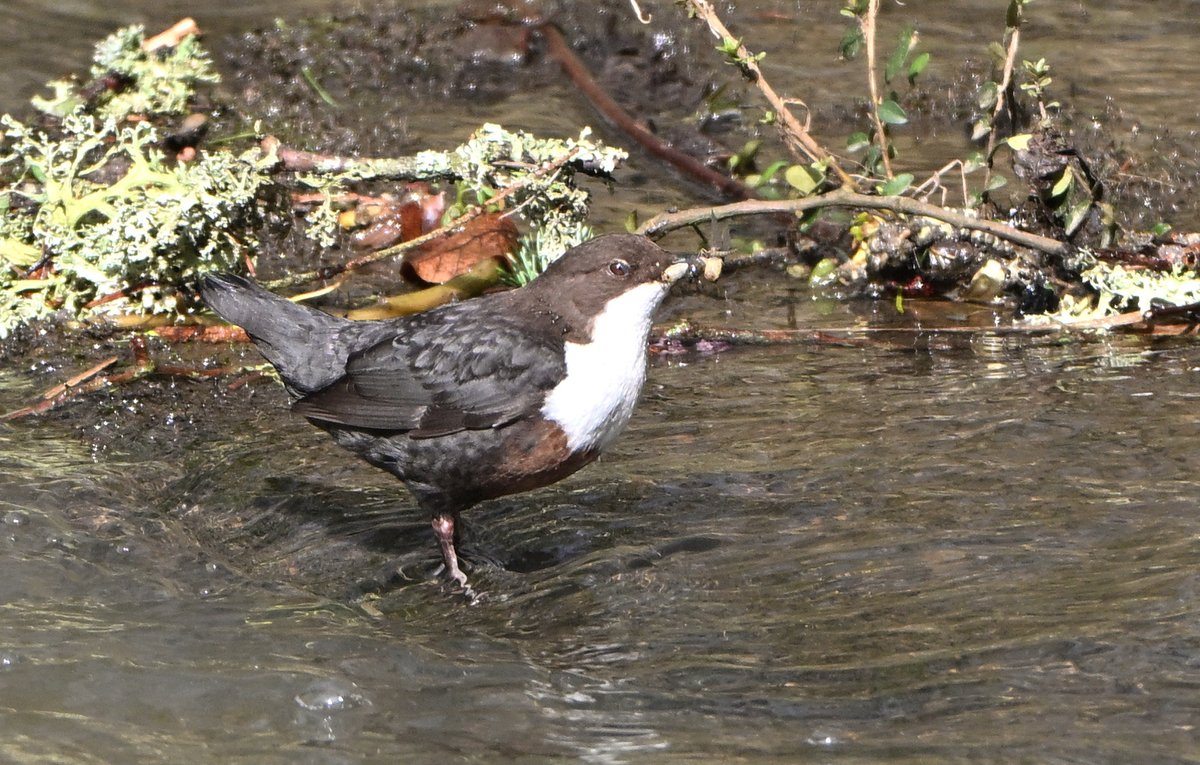 Tom Moodie tweet media