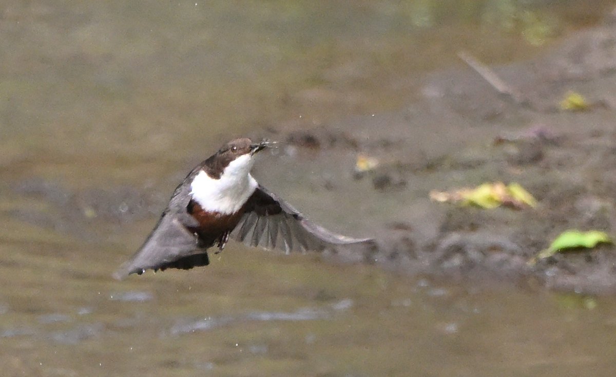 Tom Moodie tweet media