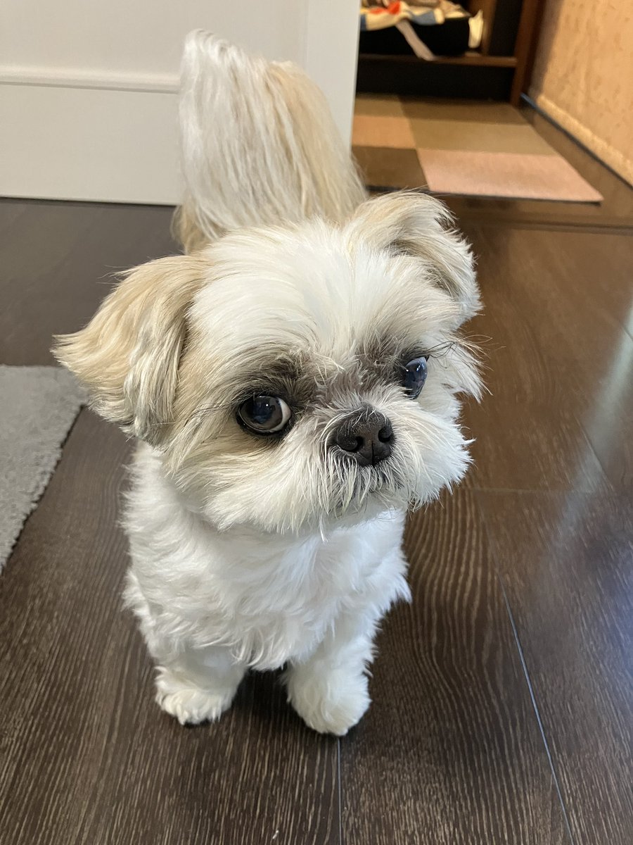 うり/ Uri tweet media