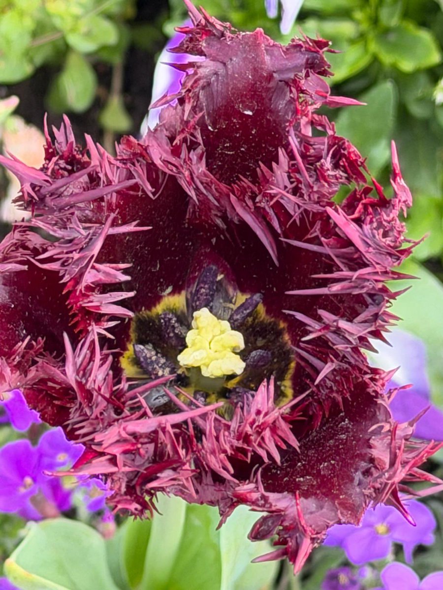 Simona Vicari tweet media