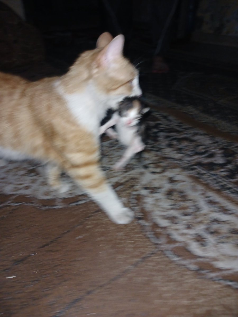 Motaz Motaz tweet media