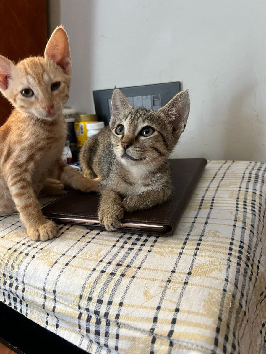 Abhishek Joshi 👨‍💻🐶 tweet media