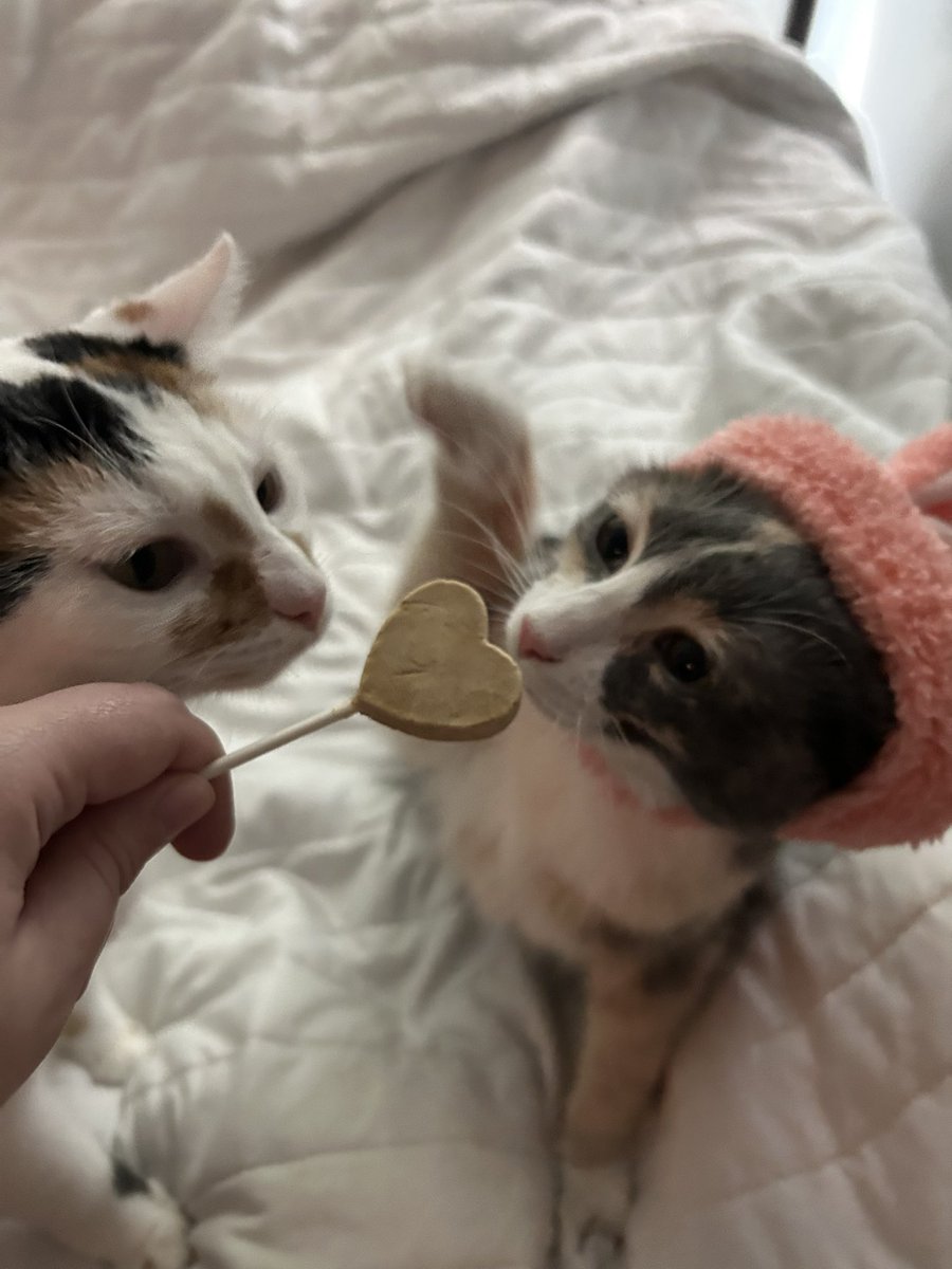 monkey & zoe ❤️ oreo 🌈 tweet media