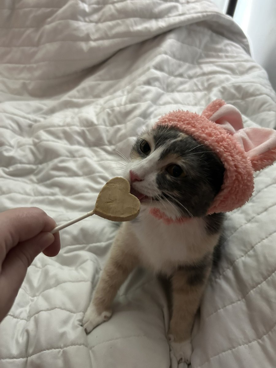 monkey & zoe ❤️ oreo 🌈 tweet media