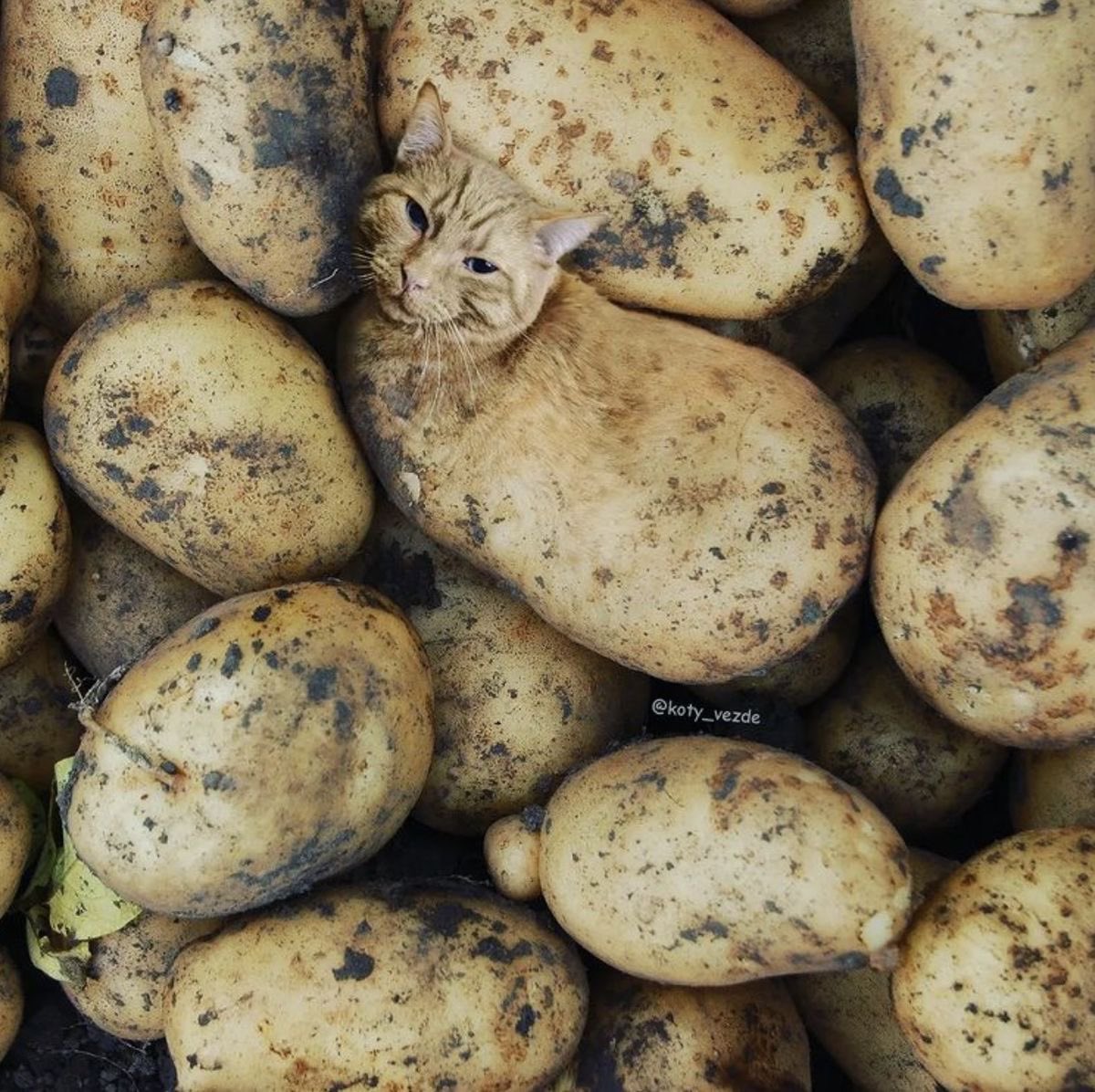 Vari | Mami of shedtwt tweet media