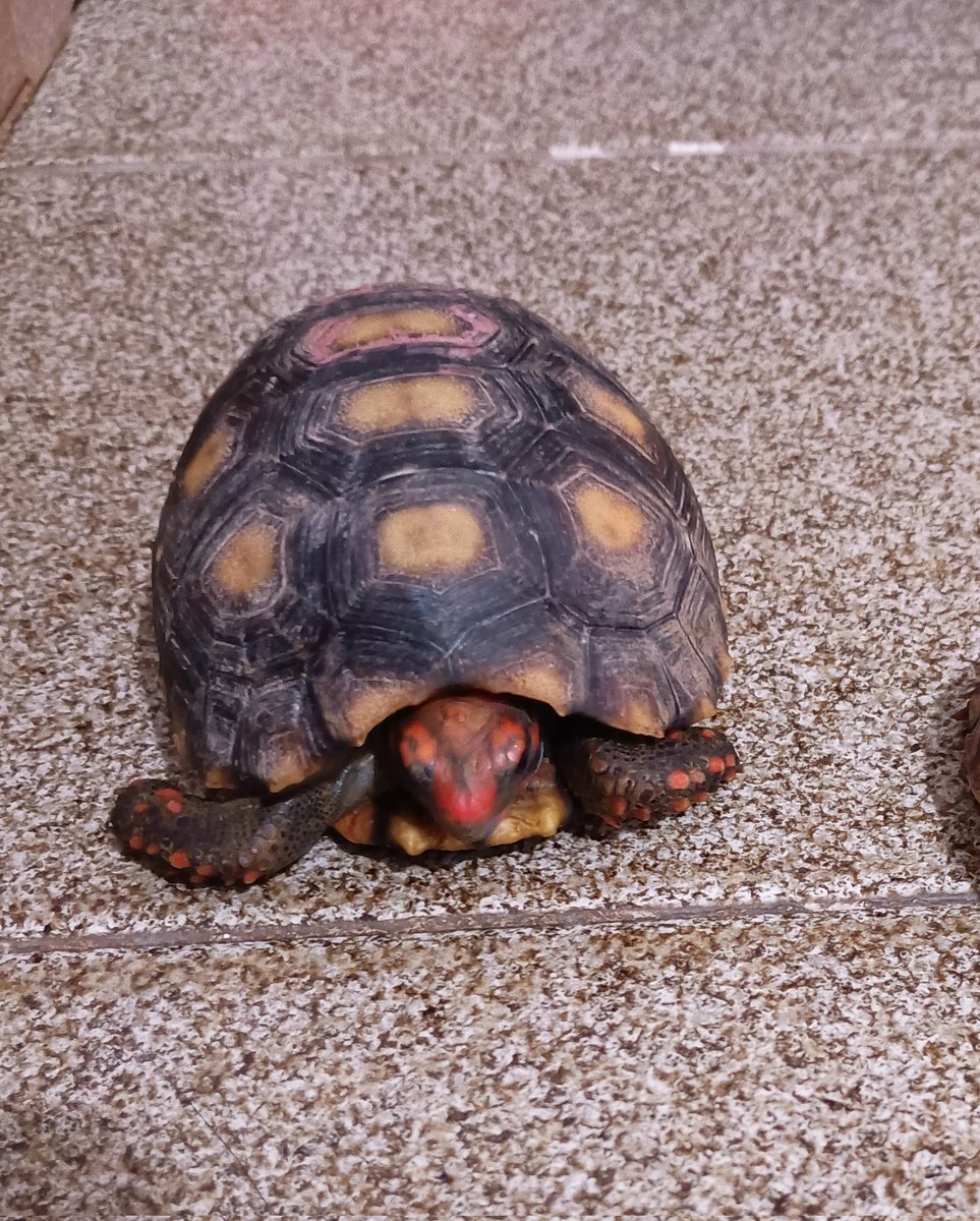 Rodri | Fla100Qualidade tweet media