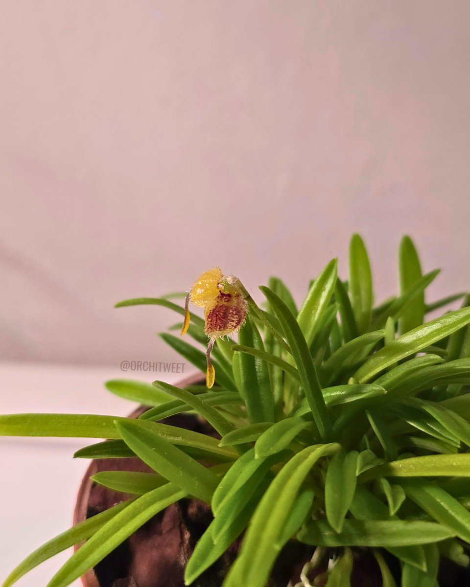 Orchitweet's tweet photo. #Masdevallia erinacea grown by pur members Daniel Klein and Giulia Cò.

#orchids from #noidellaSFO

#orchidee #orquídeas #orchideen #orchidées #rareflowers #orchidlovers https://t.co/Ms0ua2ipwe
