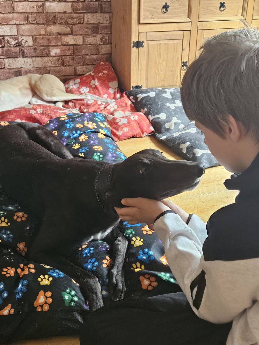 denise ryan tweet media