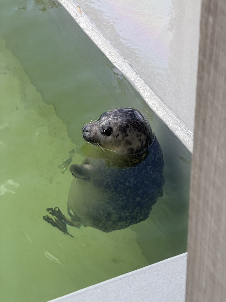 ValoRapha tweet media