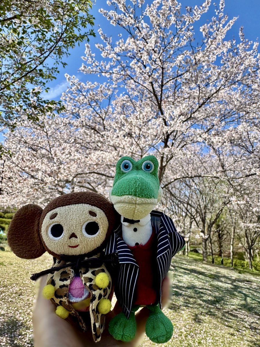 chiebu_travel's tweet photo. ズーラシアにお花見に行きました✨✨その①
🌸桜がとっても綺麗でした🌸
#チェブラーシカ
#cheburashka
#ゲーナ
#gena
#ぬいどり
#桜
#花見
#ズーラシア https://t.co/lhY6uEeYc0