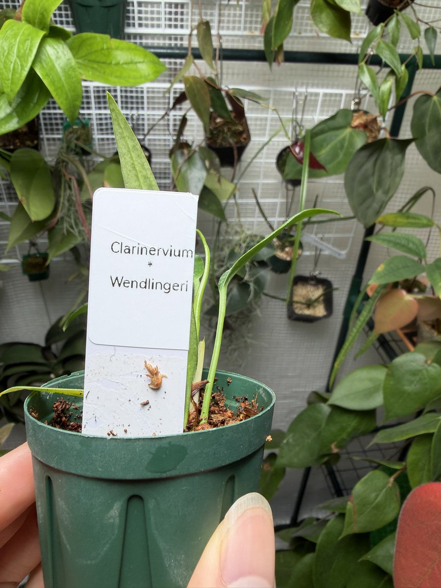 ベタの助 tweet media