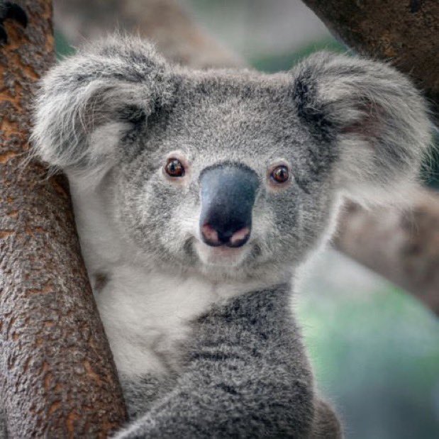 Anonymous tweet media