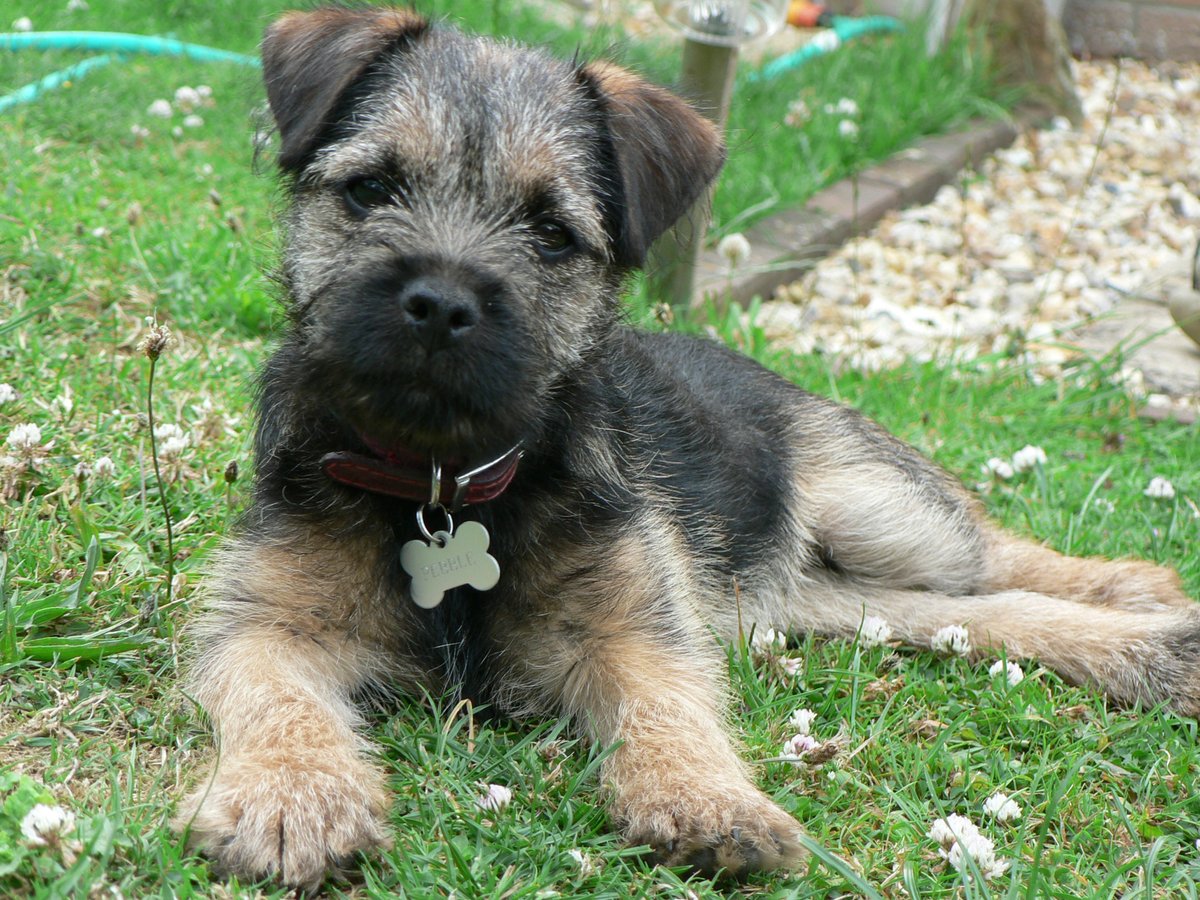 Molly Pickle CBE tweet media