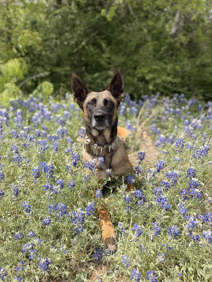 Grand Prairie Police tweet media
