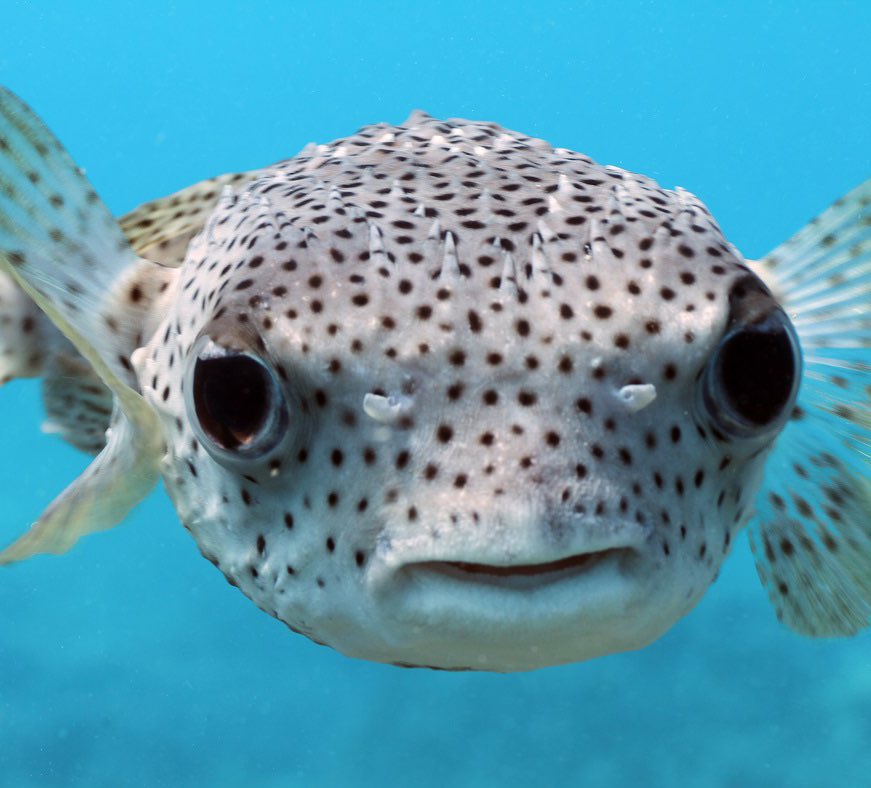 fat bear week enjoyer 🍇🌞 tweet media