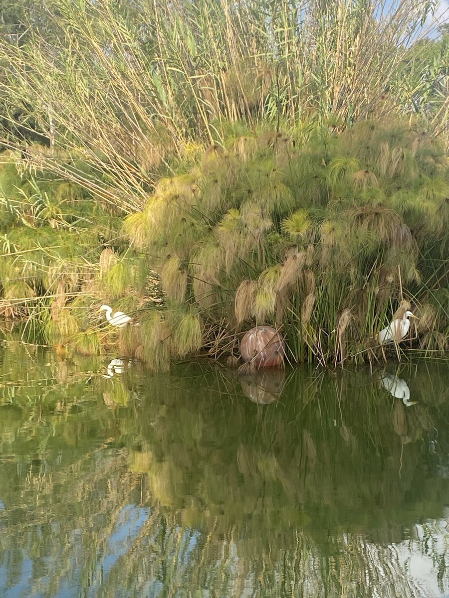 Nuria Vaquer tweet media