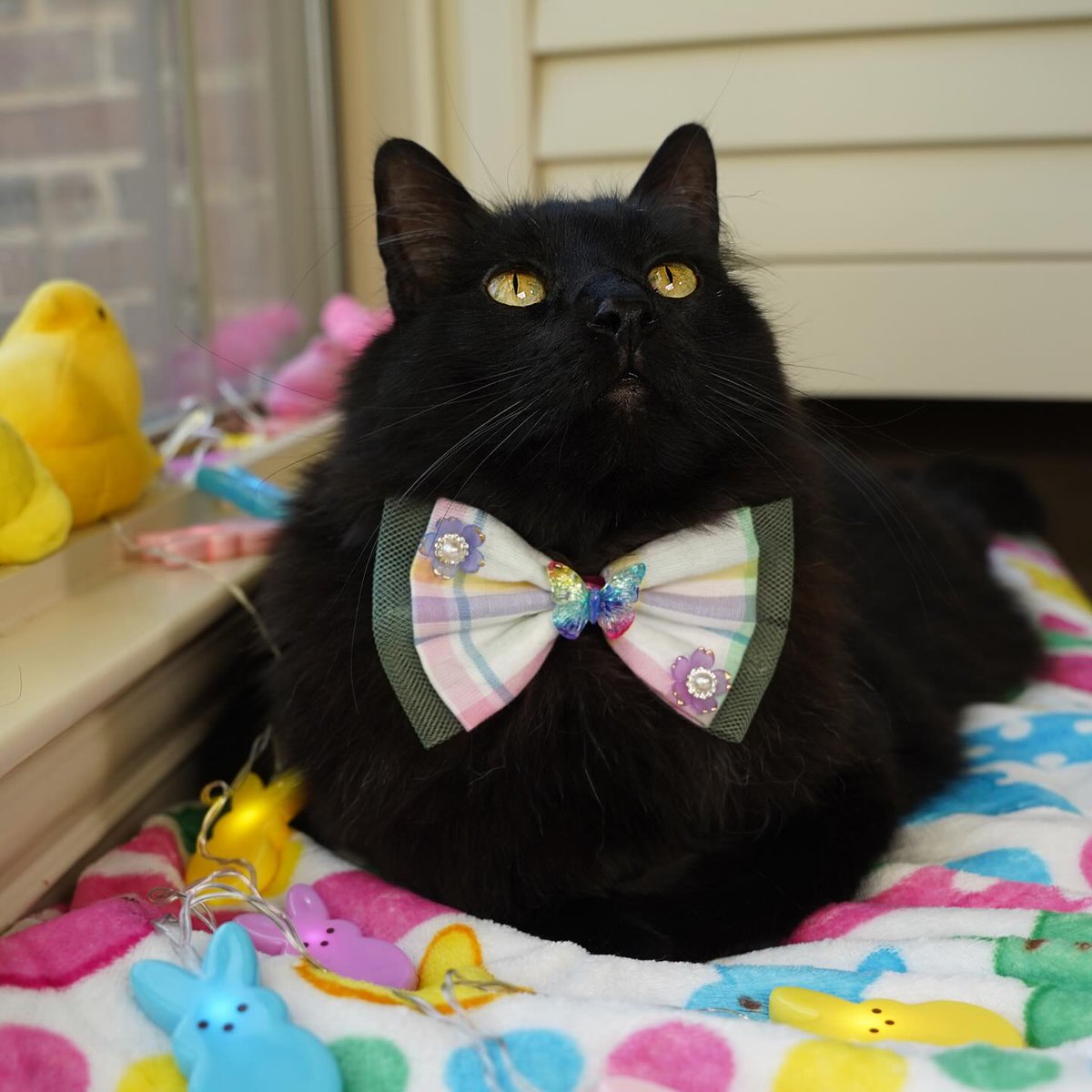 Zolder and Daisy tweet media