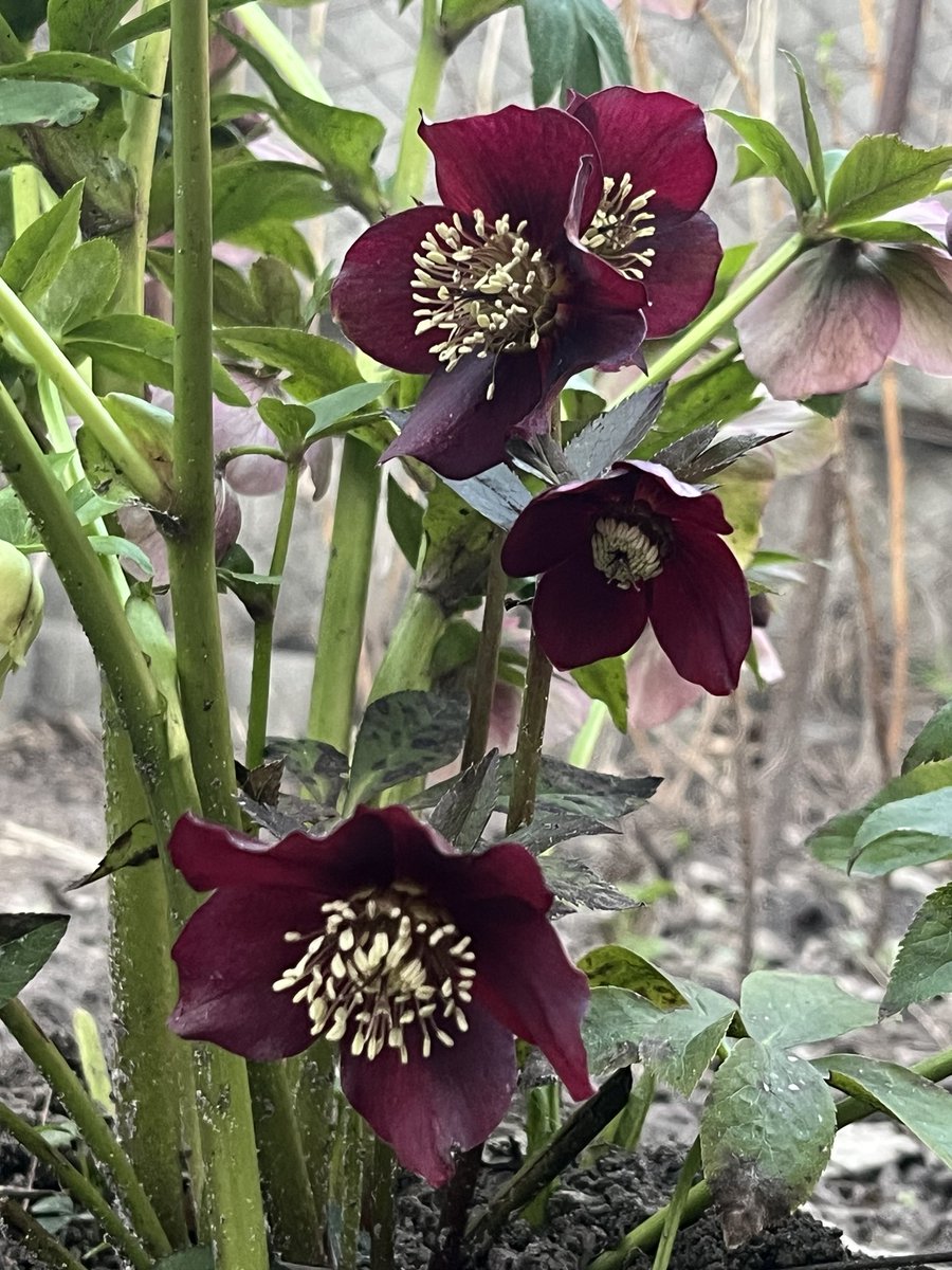 Valentyna tweet media