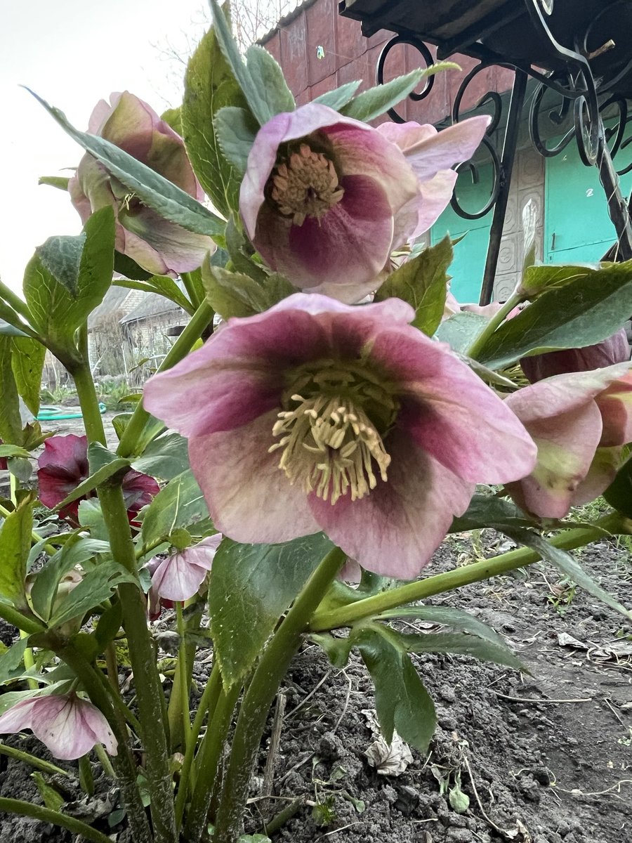 Valentyna tweet media