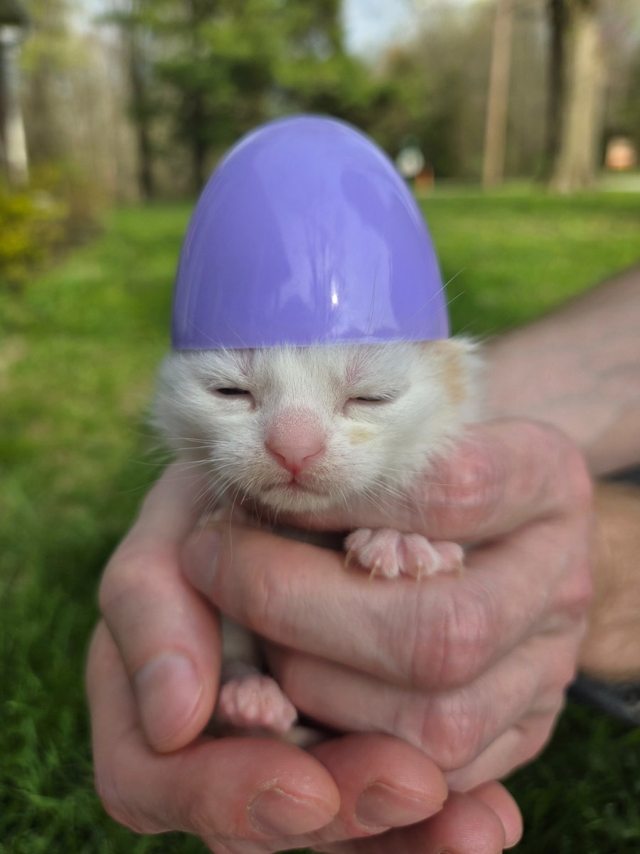 Hello Cute Life 🐥 tweet media