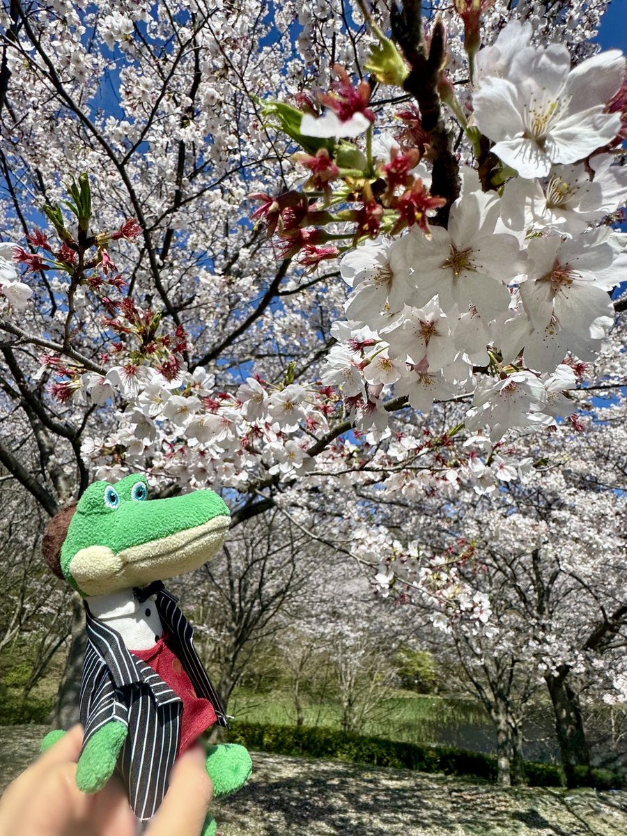 chiebu_travel's tweet photo. ズーラシアにお花見に行きました✨✨その②
🌸桜がとっても綺麗でした🌸
#チェブラーシカ
#cheburashka
#ゲーナ
#gena
#ぬいどり
#桜
#花見
#ズーラシア https://t.co/VRddl3FkB6