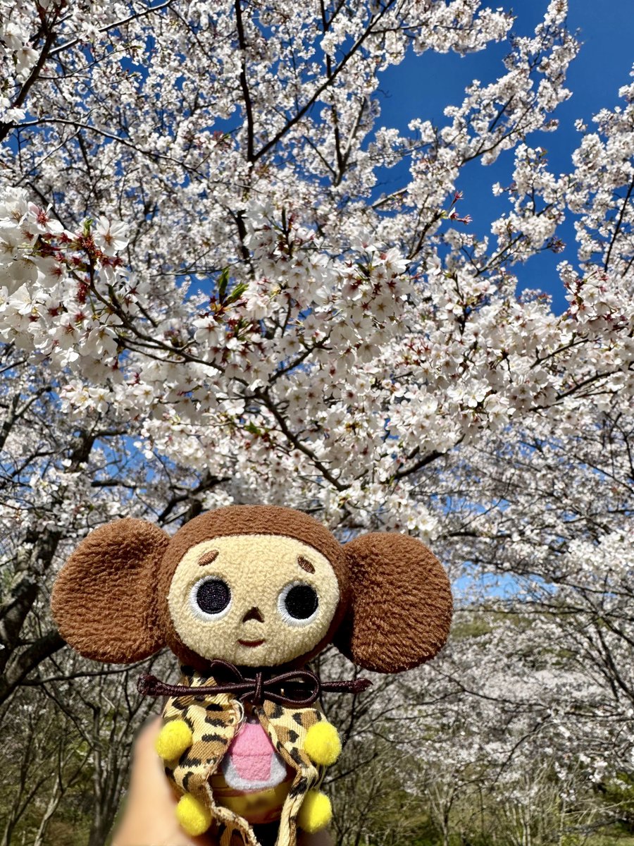 chiebu_travel's tweet photo. ズーラシアにお花見に行きました✨✨その②
🌸桜がとっても綺麗でした🌸
#チェブラーシカ
#cheburashka
#ゲーナ
#gena
#ぬいどり
#桜
#花見
#ズーラシア https://t.co/VRddl3FkB6