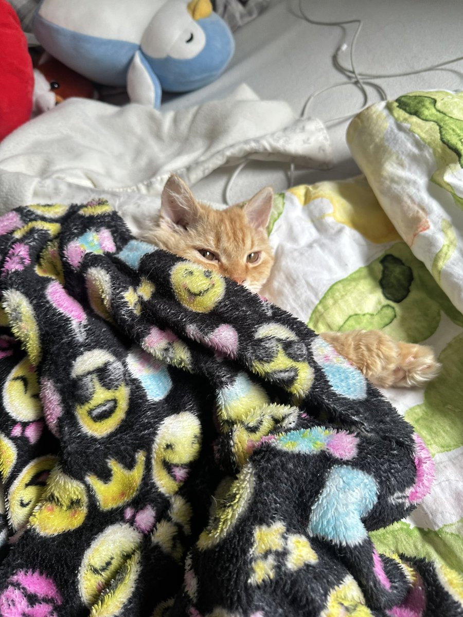 mia IS RED tweet media