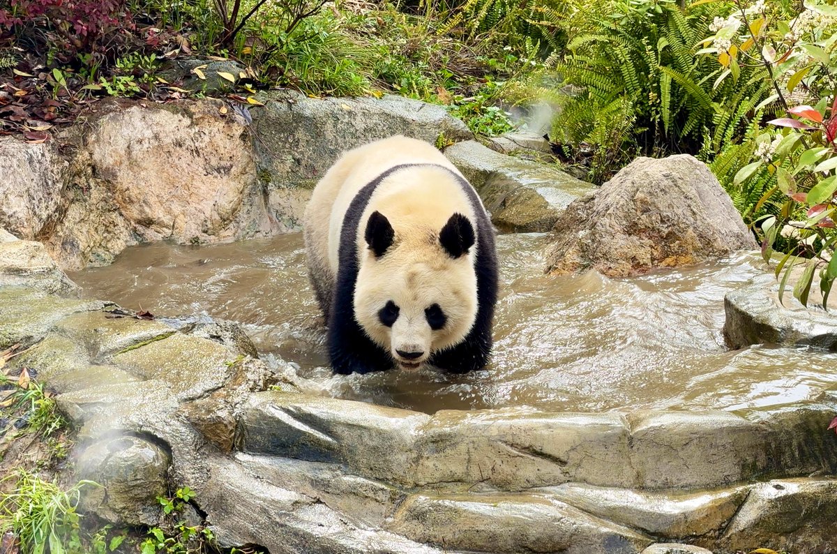 Today we visited Chengdu Research Base of Giant Panda Breeding (Panda Base) it’s home to over 200+ pandas! It was so cool to see so many cute Pandas in this massive park.

There are currently only 2 locations in the States where you can see Pandas: San Diego &amp; Washington DC 🐼