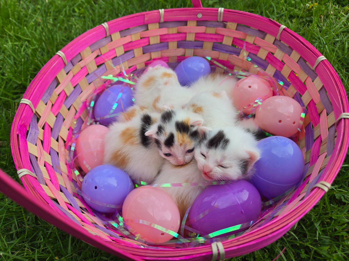 Hello Cute Life 🐥 tweet media