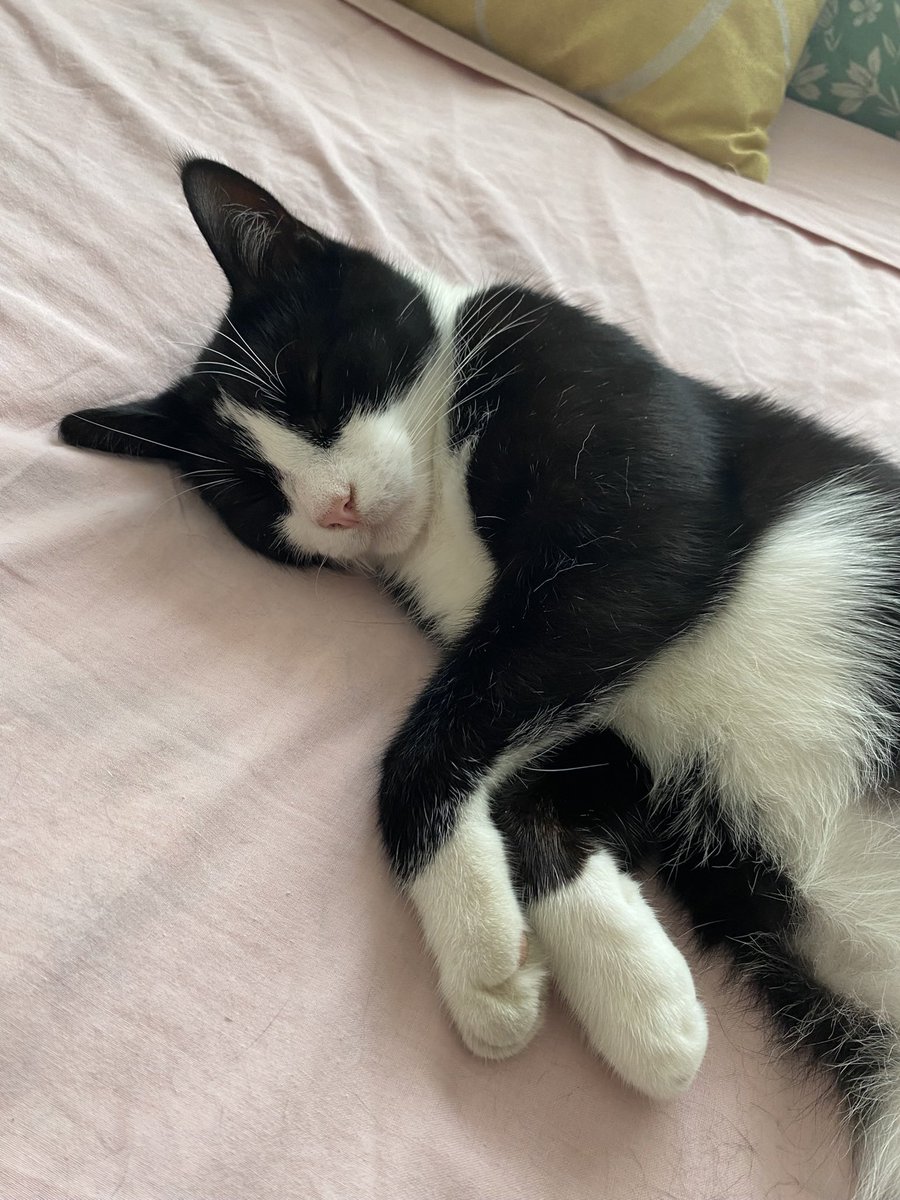 Sherri🇬🇧🇮🇱💜🤍💚🦇 tweet media