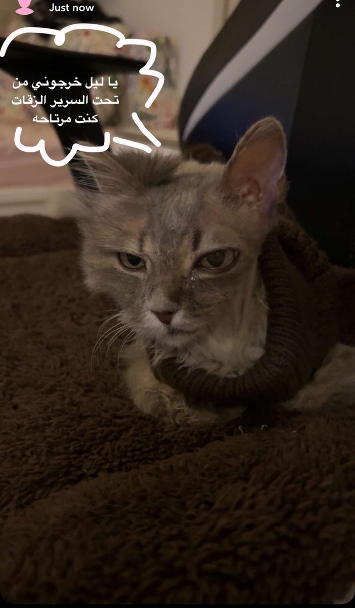 𝑀𝑖𝑎 tweet media