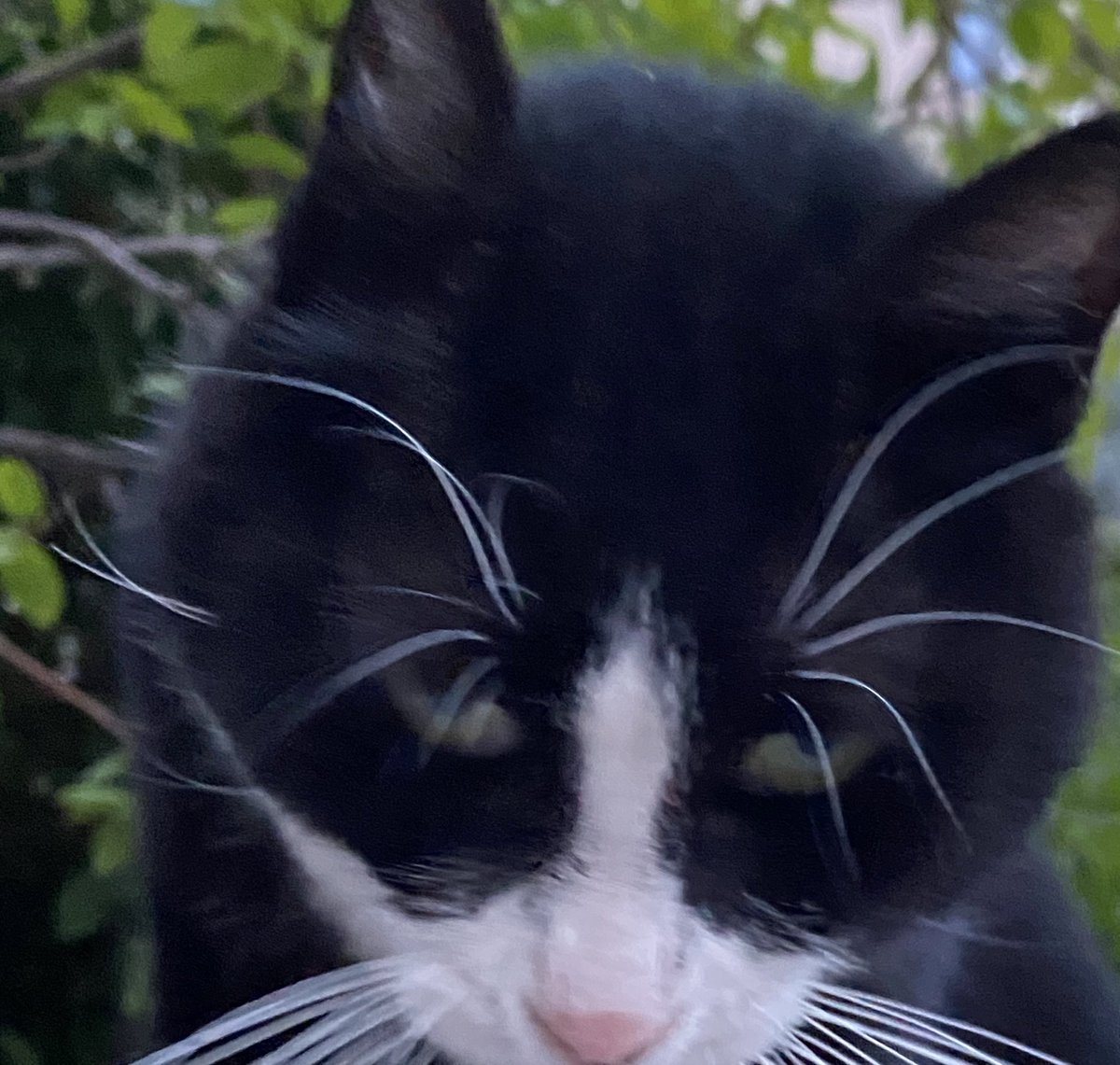 𝕯𝖊𝖗𝖎𝖓 tweet media