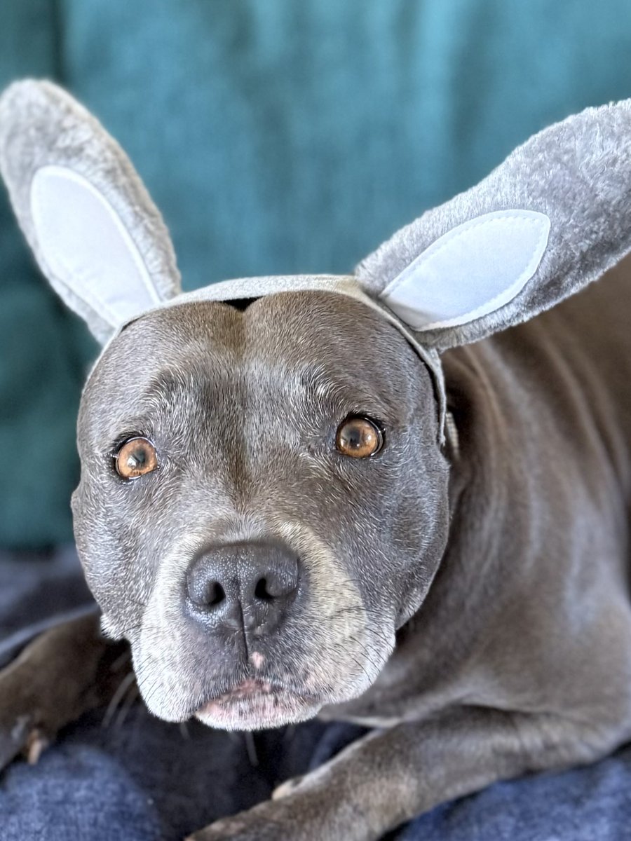 IsaMary2021's tweet image. Hope you’re all having a wonderful Easter Sunday ❤️❤️
With Love #IsaMary
PS Pls note I am a real Staffy Bunny - This is not AI 😲❤️ #EasterMood #CuteDogs