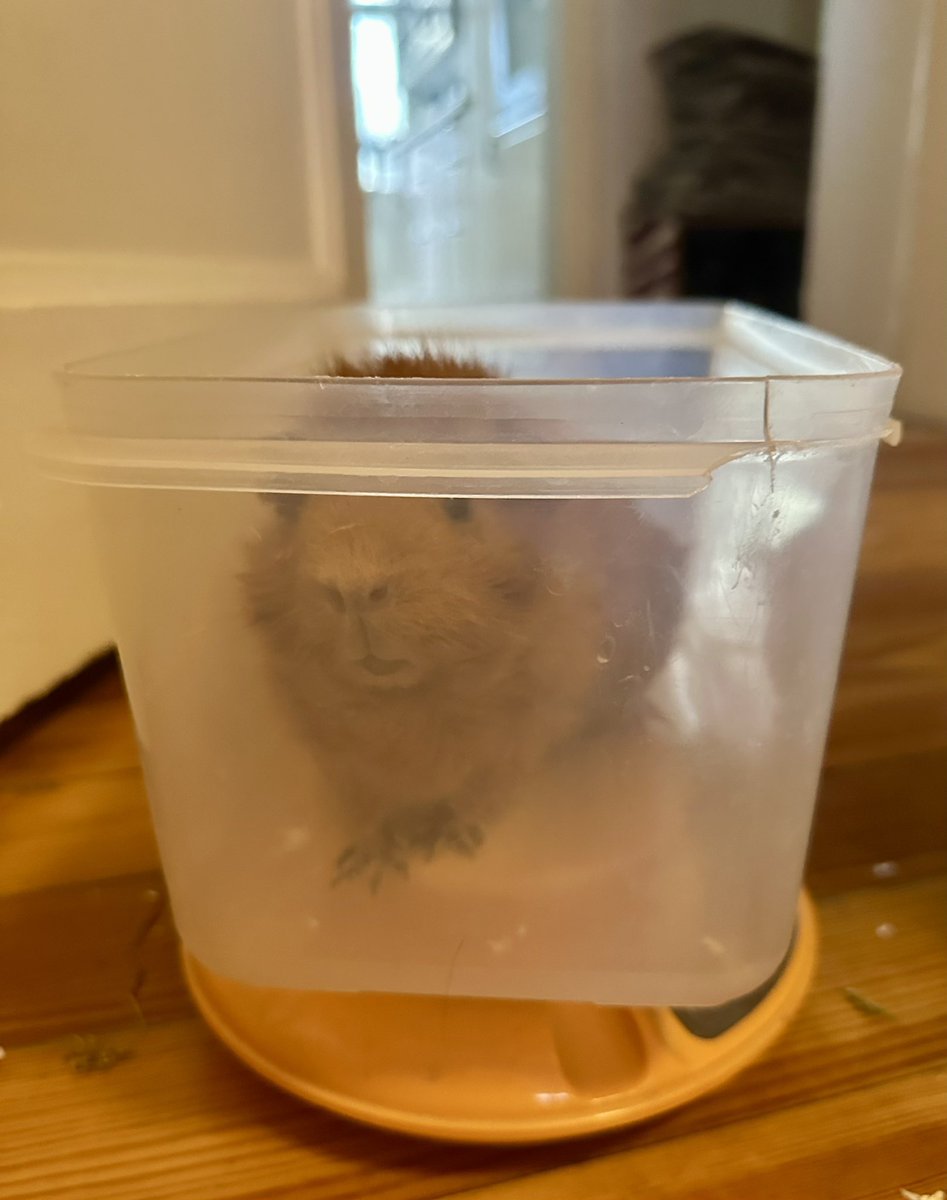 Anna Rebella, the woman, the myth, the legend tweet media