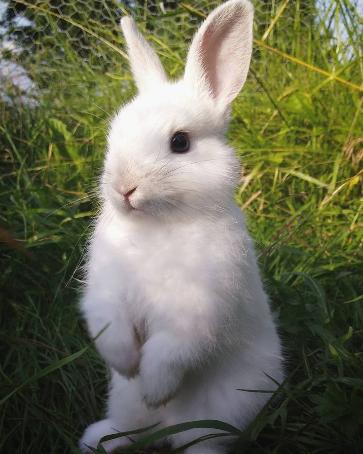 _The_LittleStar's tweet photo. Pv is a brown bunny, Tr is a black bunny AND Apv is a white bunny!! https://t.co/QfSmi24heO