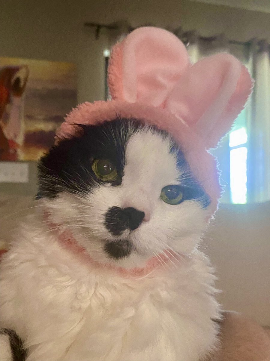 monkey & zoe ❤️ oreo 🌈 tweet media