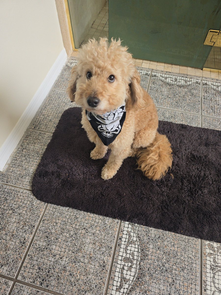 Damian Priest tweet media