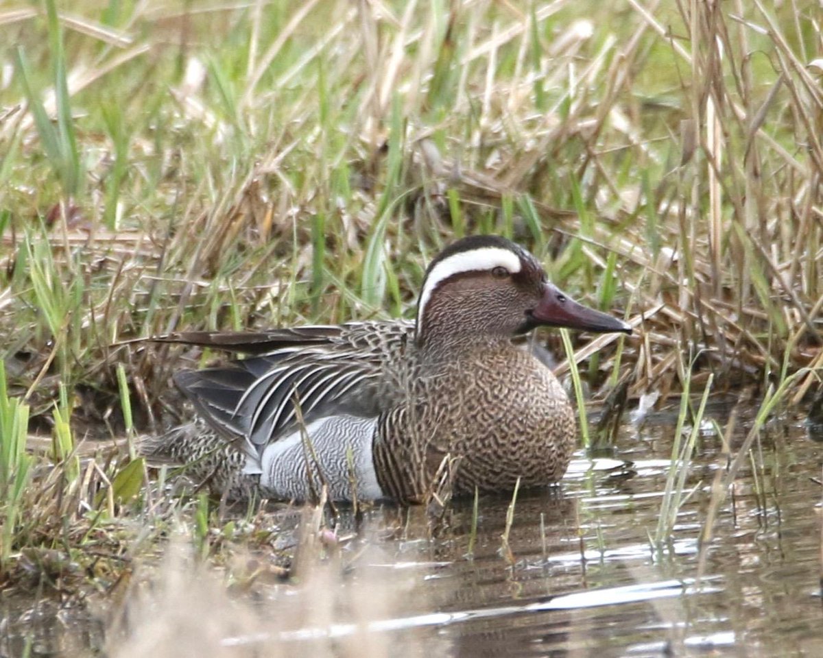 Gerard Groeneveld tweet media