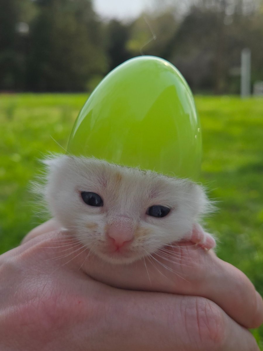 Hello Cute Life 🐥 tweet media