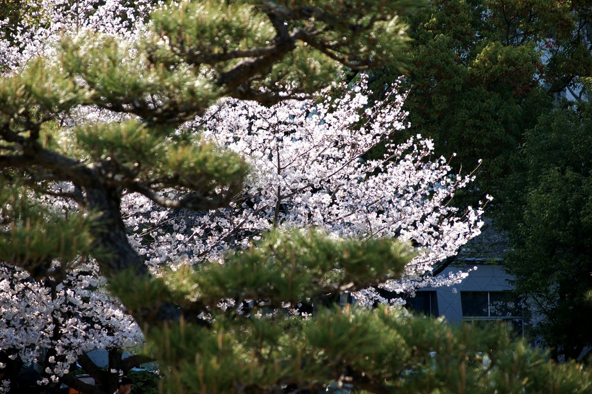 オレンス orens tweet media