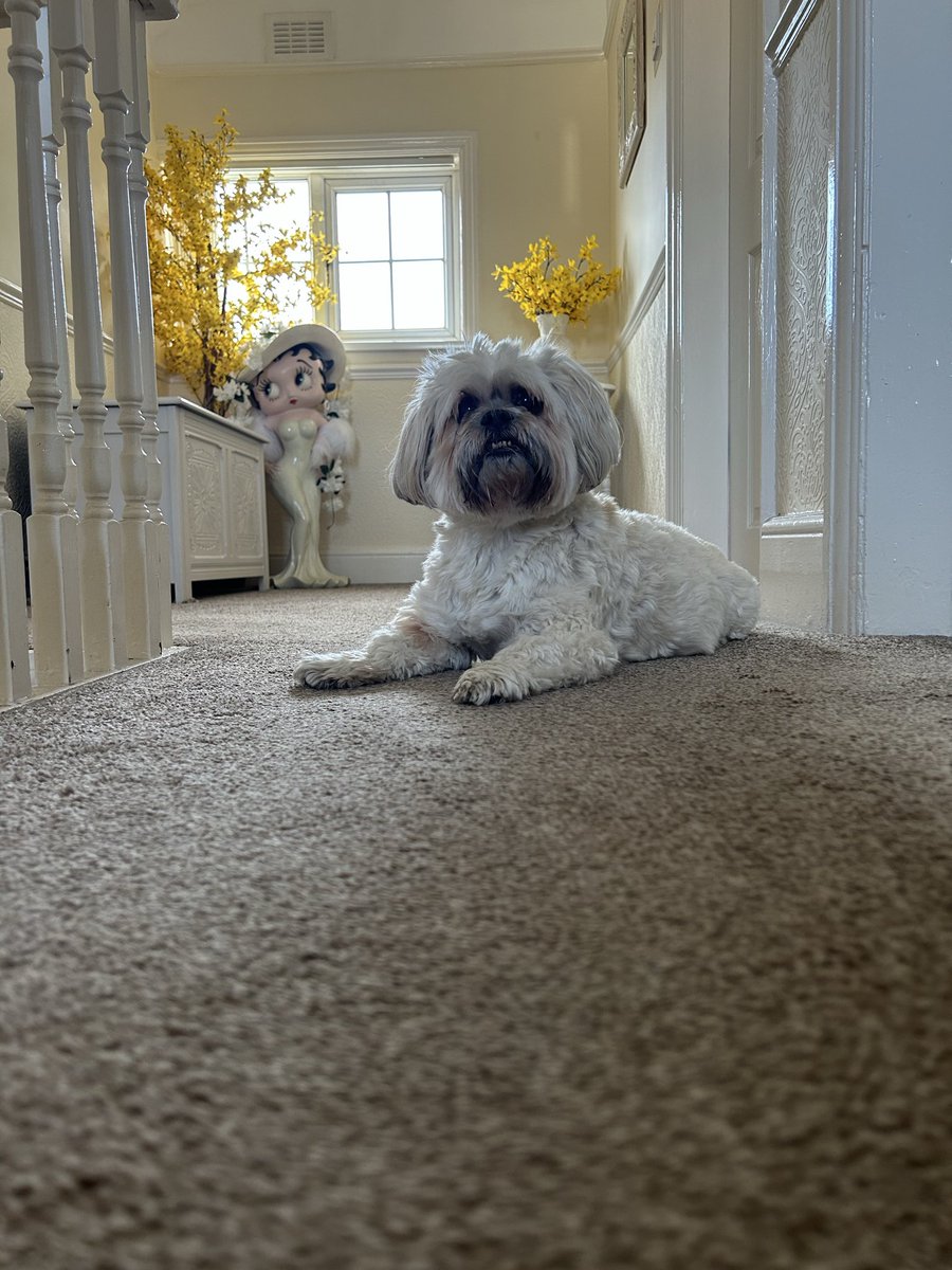 Ms Betty Lioness Apso 🦁 💅🏽 🐾 tweet media