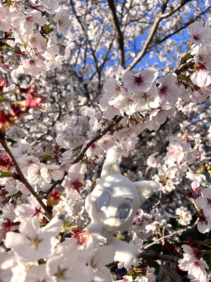 ロンちゃんどーこだ