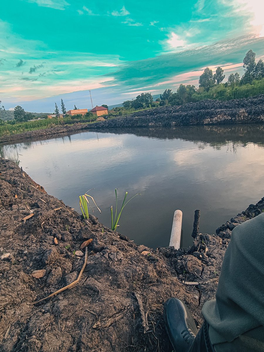 muganzafarm's tweet photo. We are now entering the fish farming project

Easter evenings! https://t.co/L7mrkwefAh